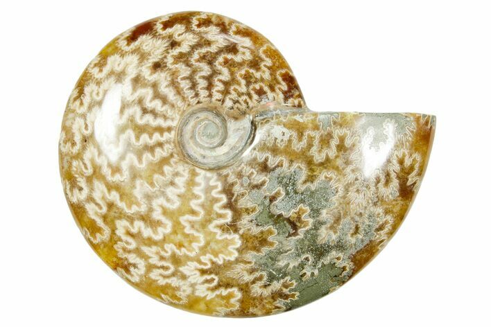 Polished Ammonite (Cleoniceras) Fossil - Madagascar #365073